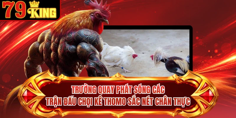 Trường quay phát sóng các trận đấu chọi kê Thomo sắc nét chân thực